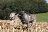 BOUVIER DES ARDENNES 229